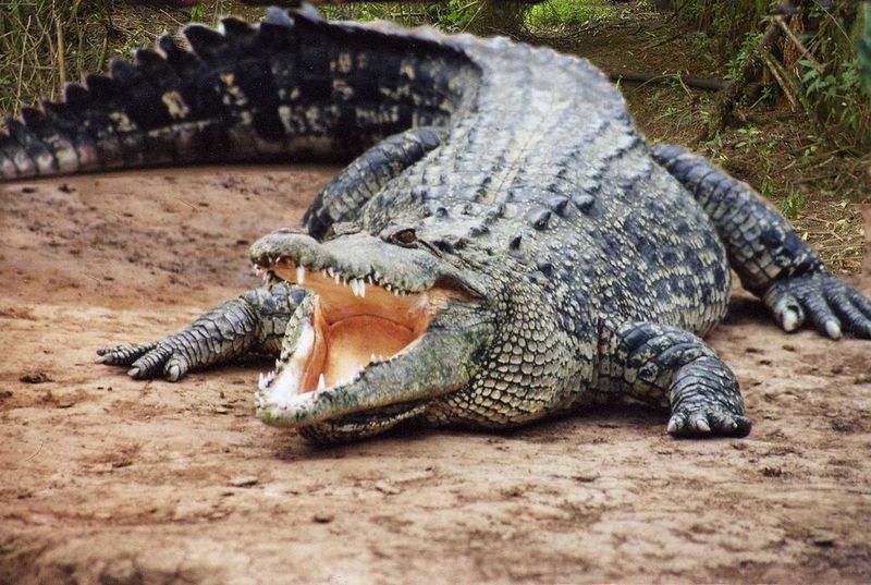 Florida Alligator Tragedy