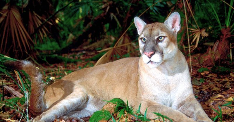 Florida Panther National Wildlife Refuge's Hidden Trails