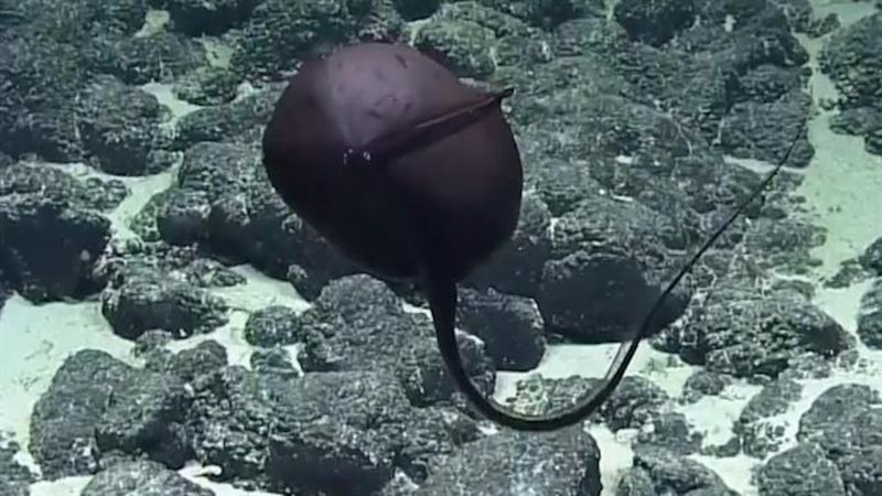 Gulper Eel: The Living Vacuum Cleaner