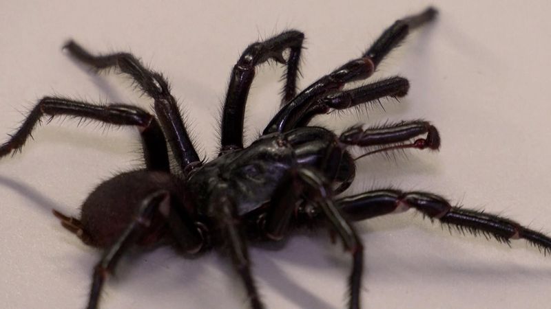 Christensen's Funnel-Web Spider