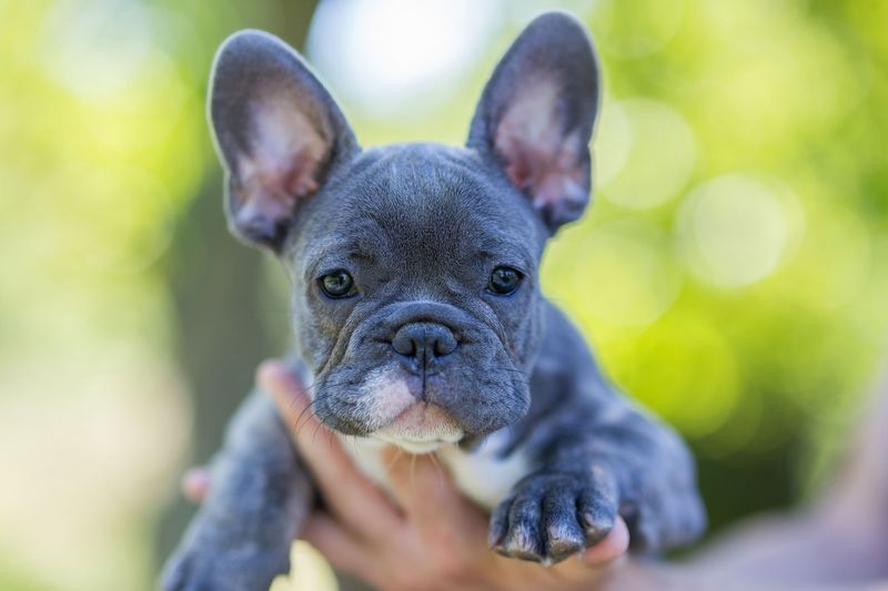 French Bulldogs: Trendy Pups Snapped Up Fast