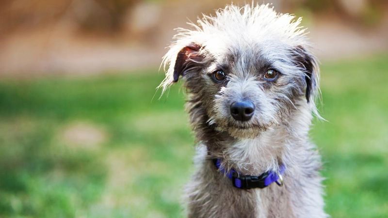 Mixed-Breed Rescue: The Smart Investment