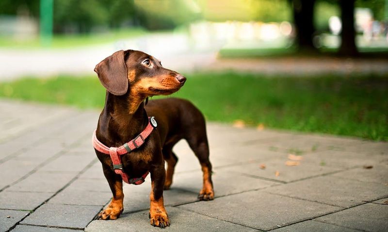 Dachshunds: Back Problems and Stubbornness