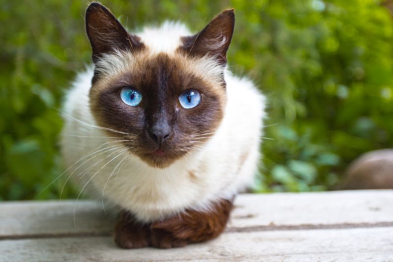 You Prefer Quiet, Low-Maintenance Pets
