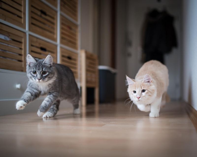 Your Cat Has Room To Run And Play