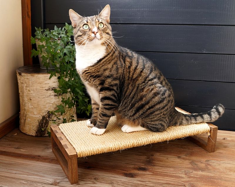 Your Cat Prefers To Scratch The Right Things
