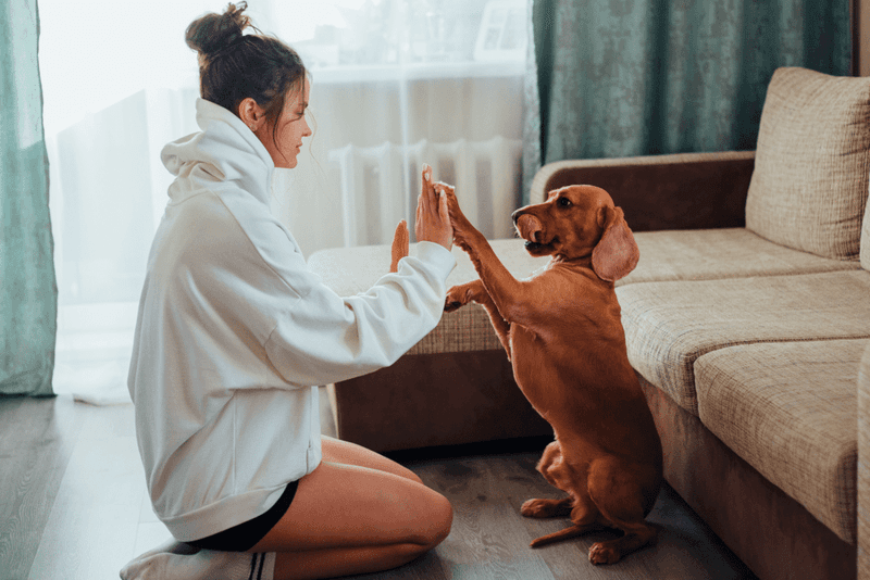 You Show Your Pet Love And Affection Regularly