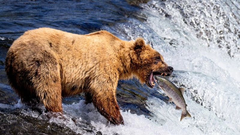 Grizzly Bear