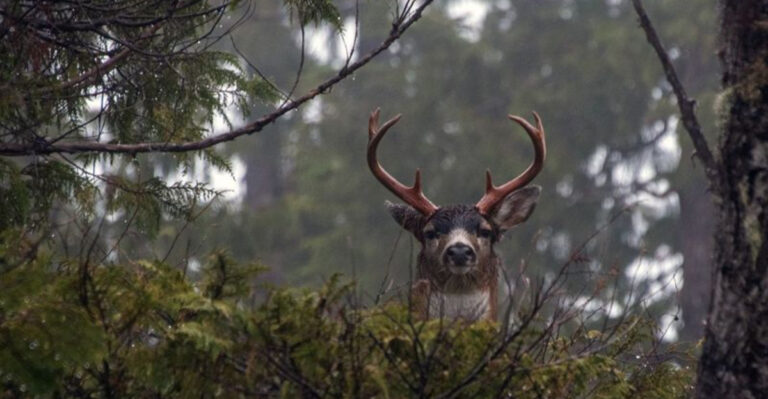 You Can See All 5 Big Mammals In This Alaska Reserve