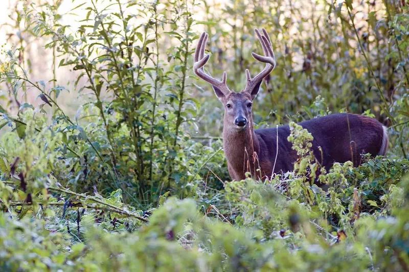 Not All Deer Behave The Same