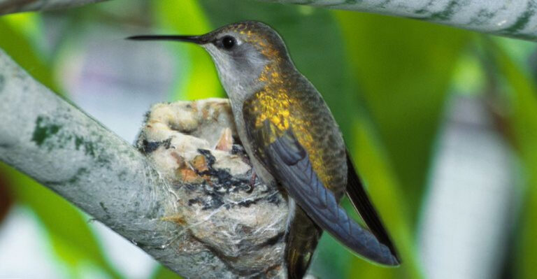 You Might Accidentally Be Harming Hummingbirds