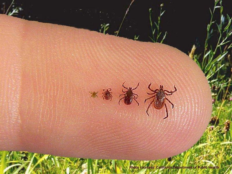 Deer Carry Ticks That Spread Disease