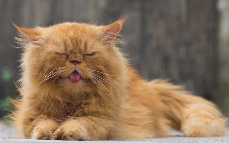 You Understand Your Pet's Unique Needs