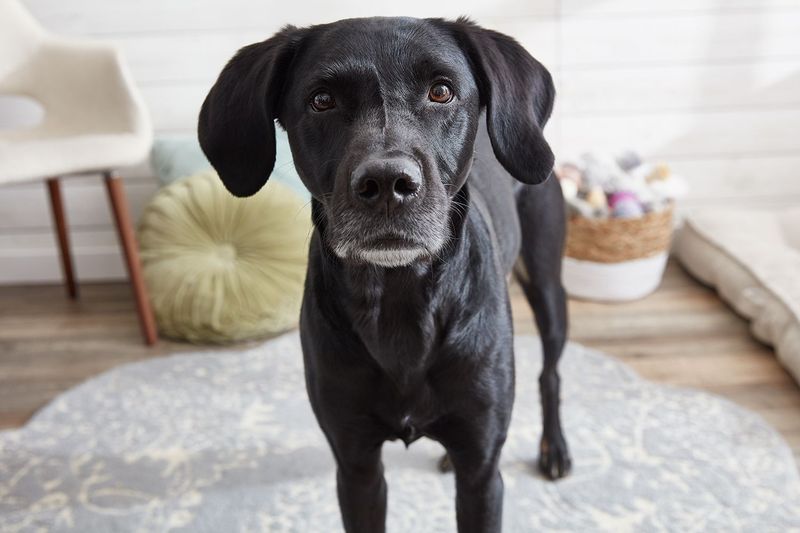 You Are Attentive To Your Pet's Behavior And Body Language