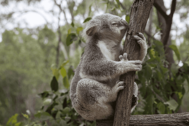 Lone Pine Koala Sanctuary, Queensland