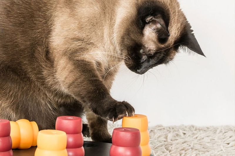 Your Home Has Enrichment Opportunities
