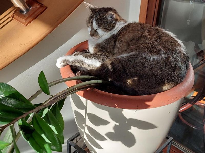 Your Plant Pots