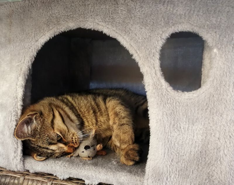 You've Got A Safe, Quiet Area For When Your Cat Needs Alone Time
