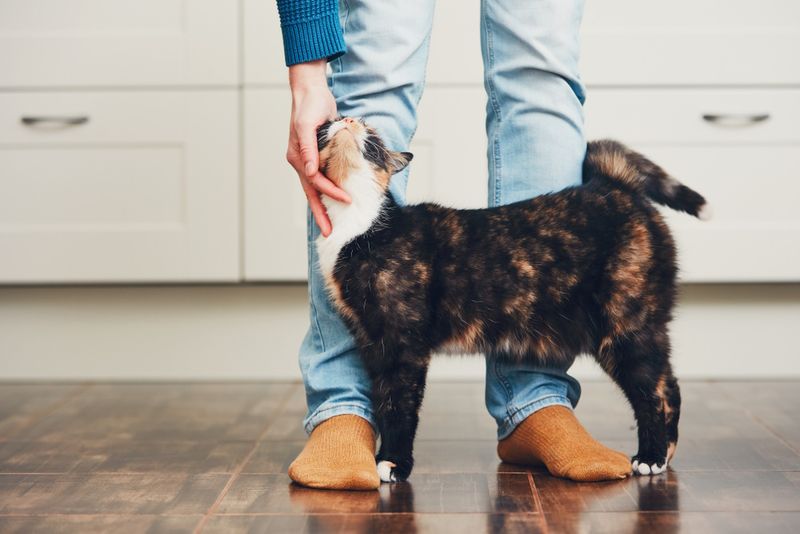 Your Cat Greets You At The Door