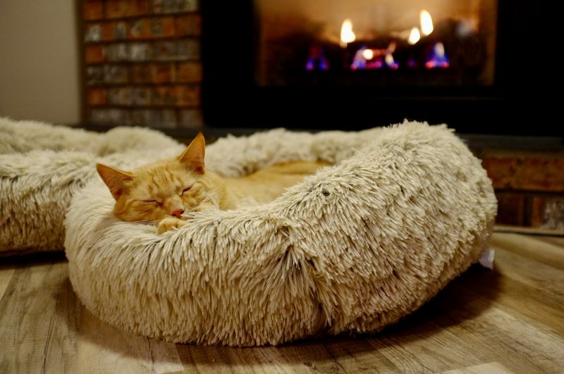 You've Got Warm, Comfy Spots For Your Cat To Nap