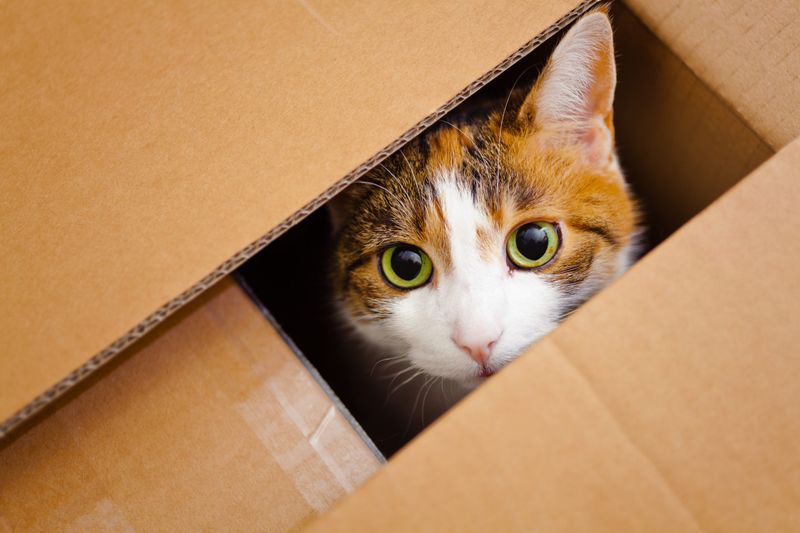 Your Cat Loves To Hide In Nooks And Crannies