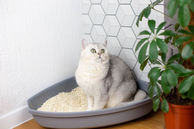 The Litter Box Is Well-Positioned And Clean