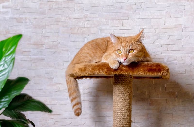 Your Cat's Environment Feels Calm And Low-Stress