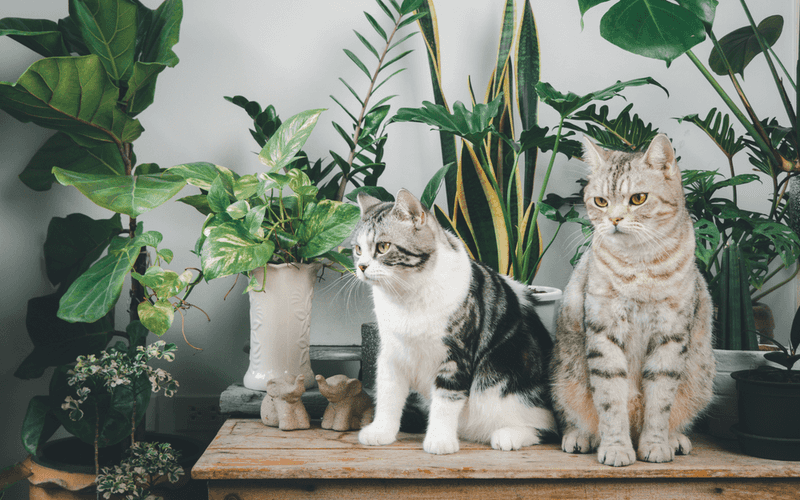You've Got Pet-Friendly Plants (Or None At All!)