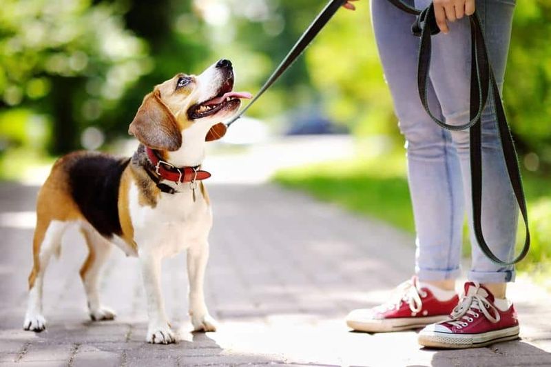 Your Dog Checks On You Regularly
