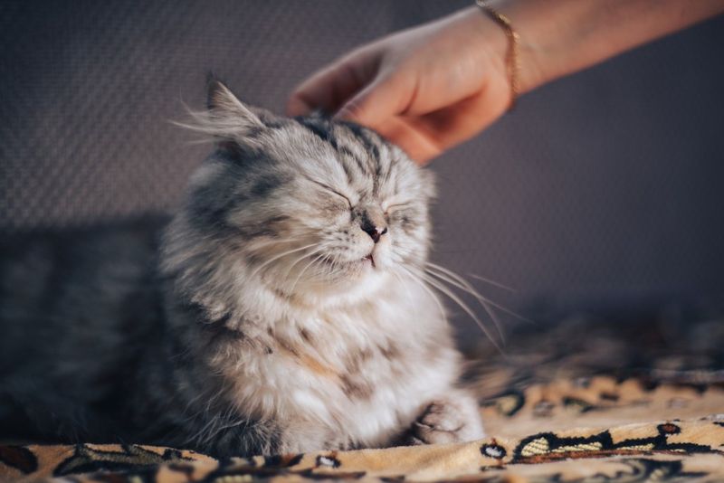 Your Cat Slowly Blinks At You
