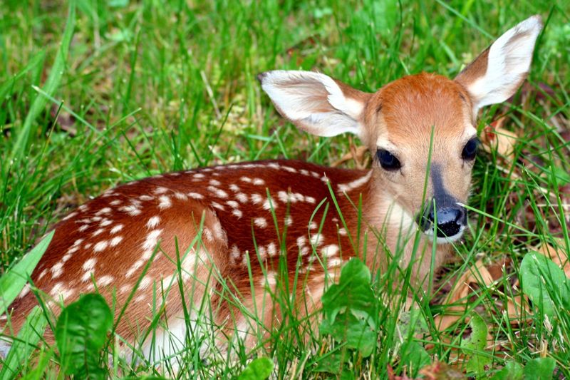 Fawns Are Often Left Alone On Purpose