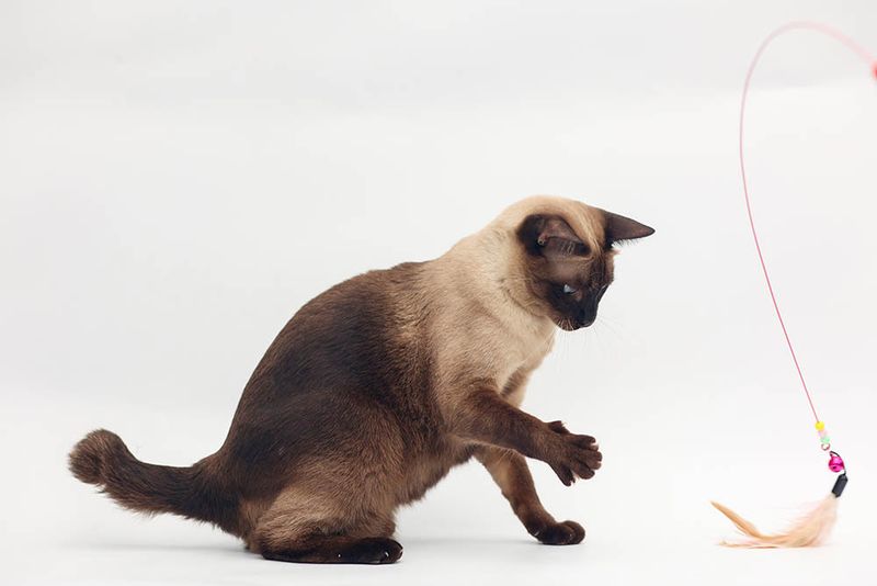 You Appreciate Intelligence In Pets
