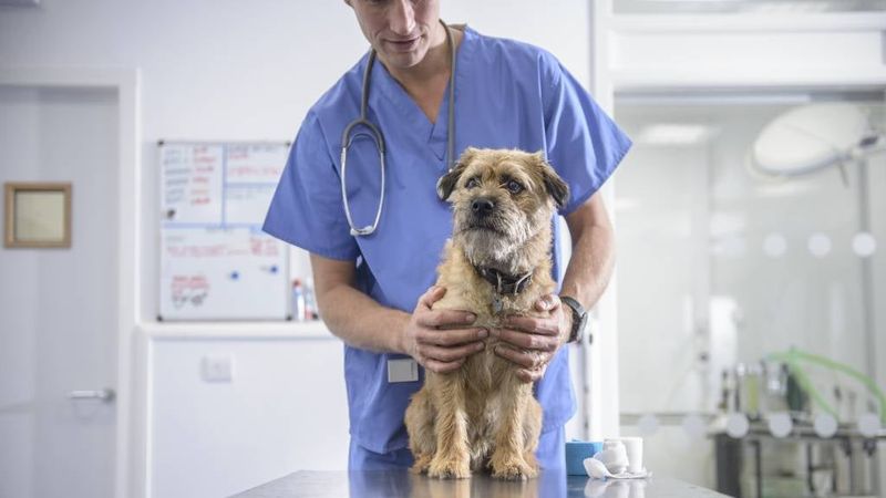 You Prioritize Regular Vet Visits