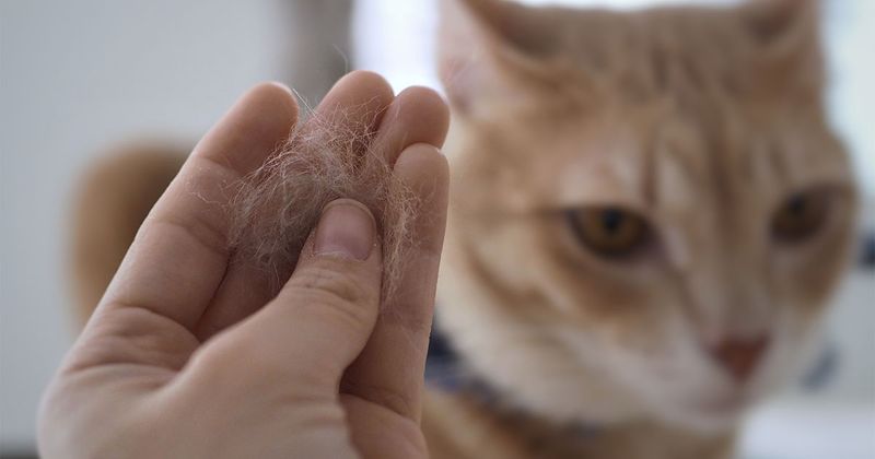 Allergies Can Be Triggered Or Worsened