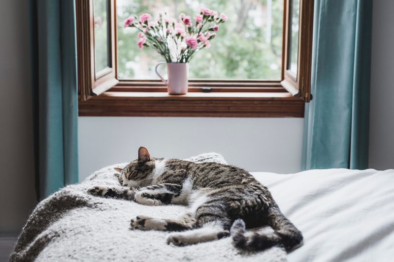 Your Bed