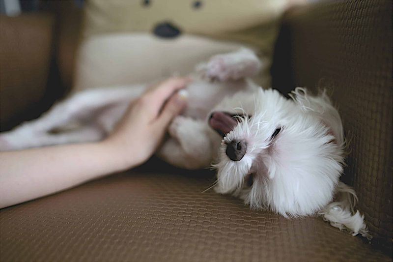 The Way You Scratch Their Favorite Spot