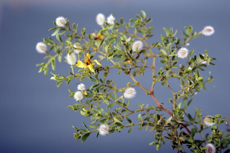 Creosote Bush Leaves