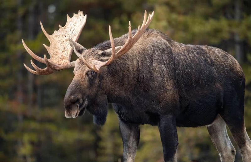Montana Mountain King