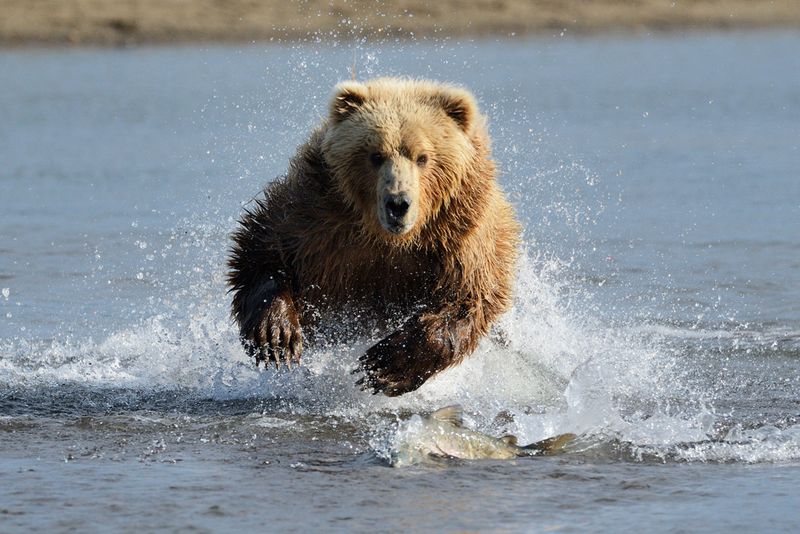 Noatak River Champion