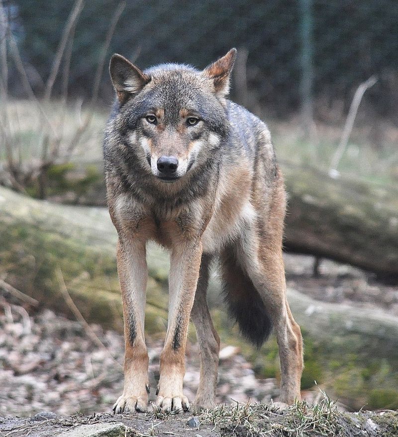 Alberta's 230-Pound Mystery Wolf