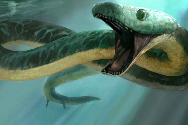 Archaeophis