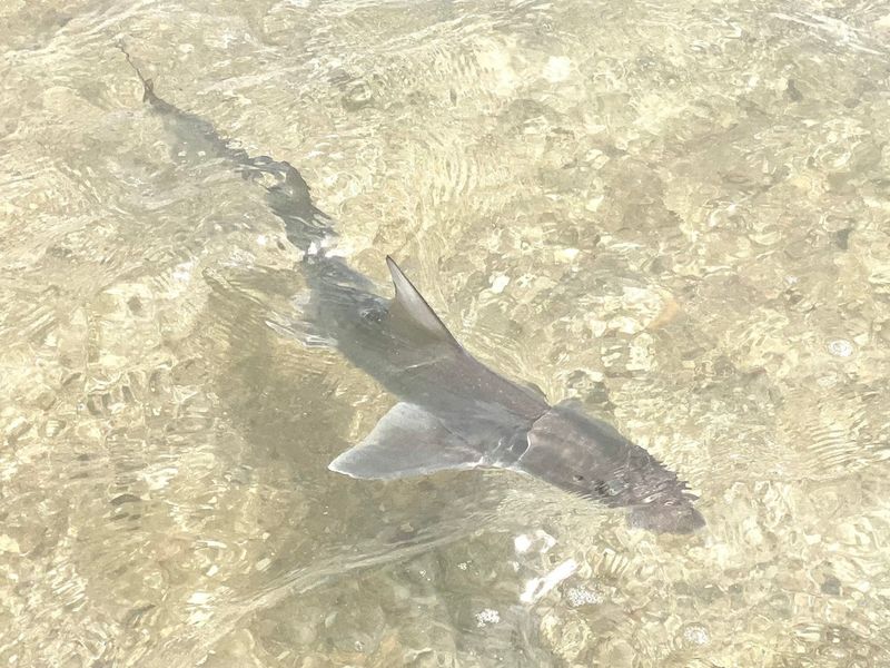Narrownose Smoothhound Shark