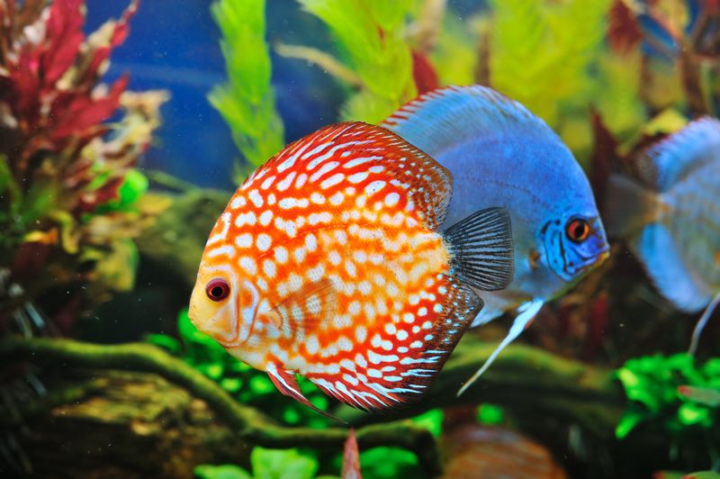 Discus Fish: The Water Quality Divas