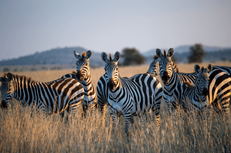 How You Can Help Save Zebras