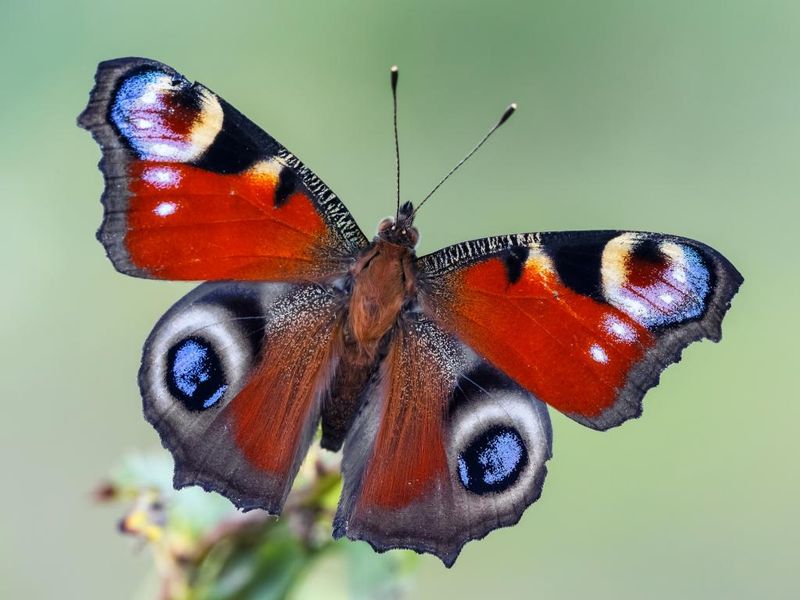 Peacock Butterfly
