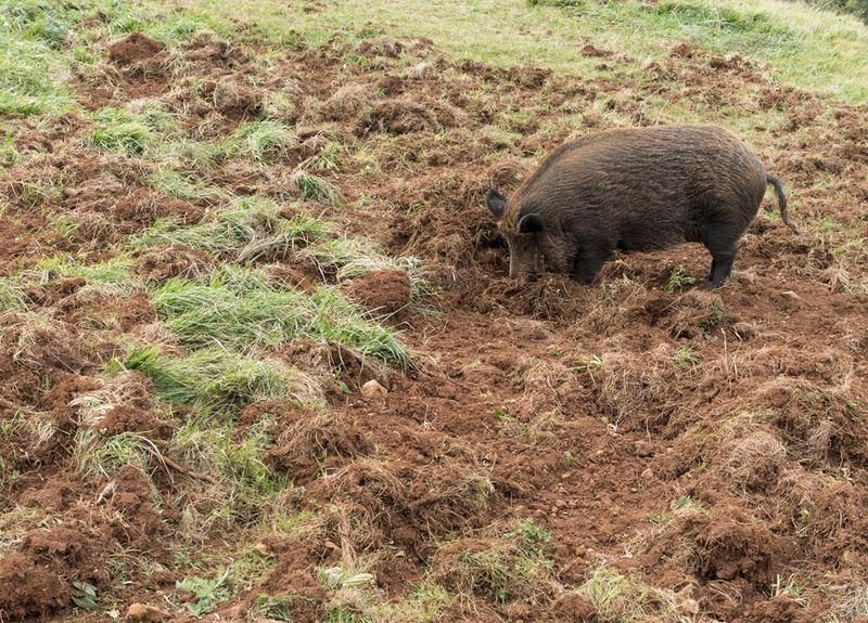 Feral Hog