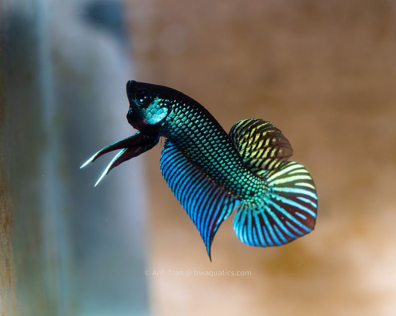 Betta Mahachai