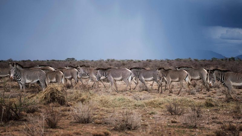 Climate Change Threatens Zebra Migrations