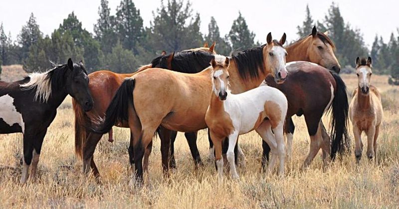 Columbia Basin Wild Horse