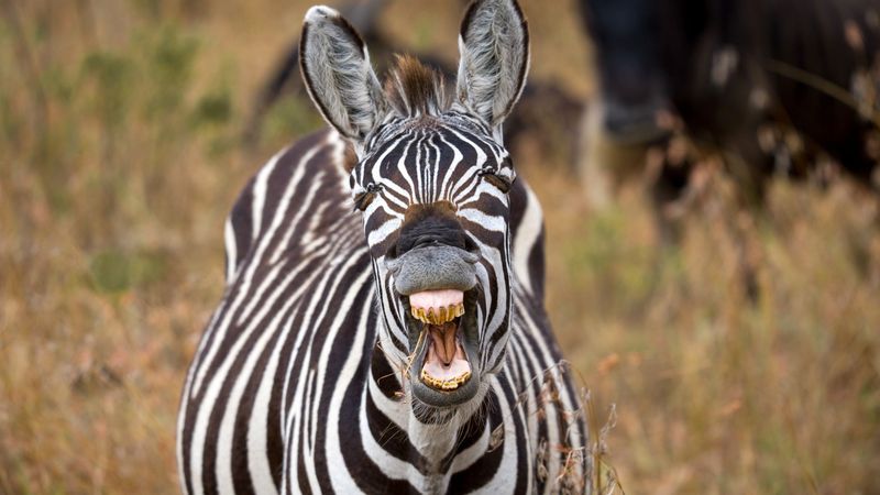 Unique Dental Records
